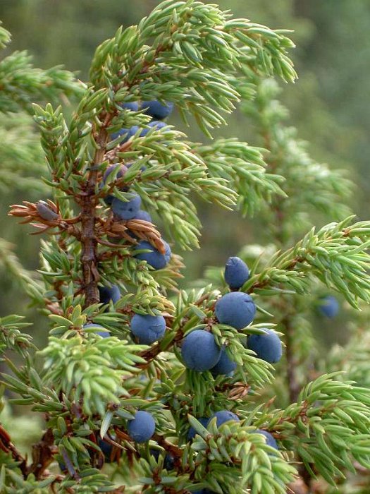 Juniperus communis